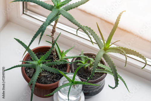 Aloe Vera Houseplants on Window Sill. Aloe as Home Plant for Theatment, Skin Care, Dermatology and Cosmetology.  photo