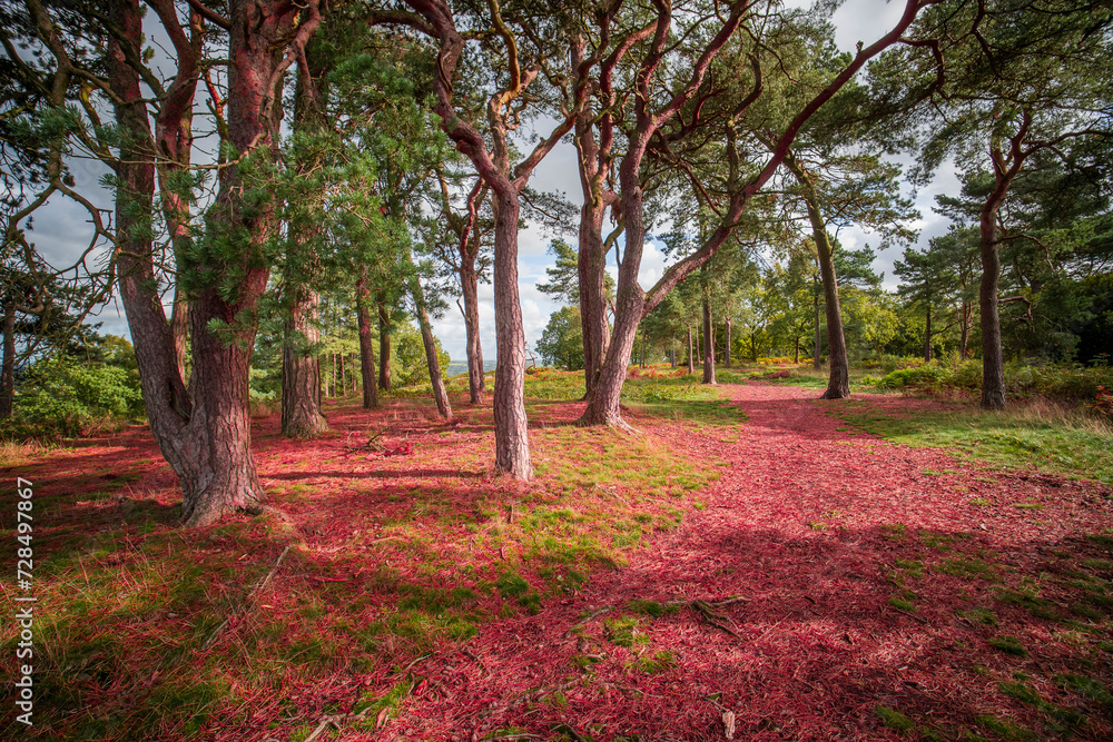 Naklejka premium lickey hills country park west midlands england uk