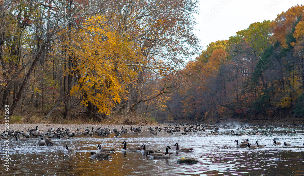 A large flock of Canada geese resting on a river in New Jersey, USA A large flock of Canada geese resting on a river in New Jersey, USA