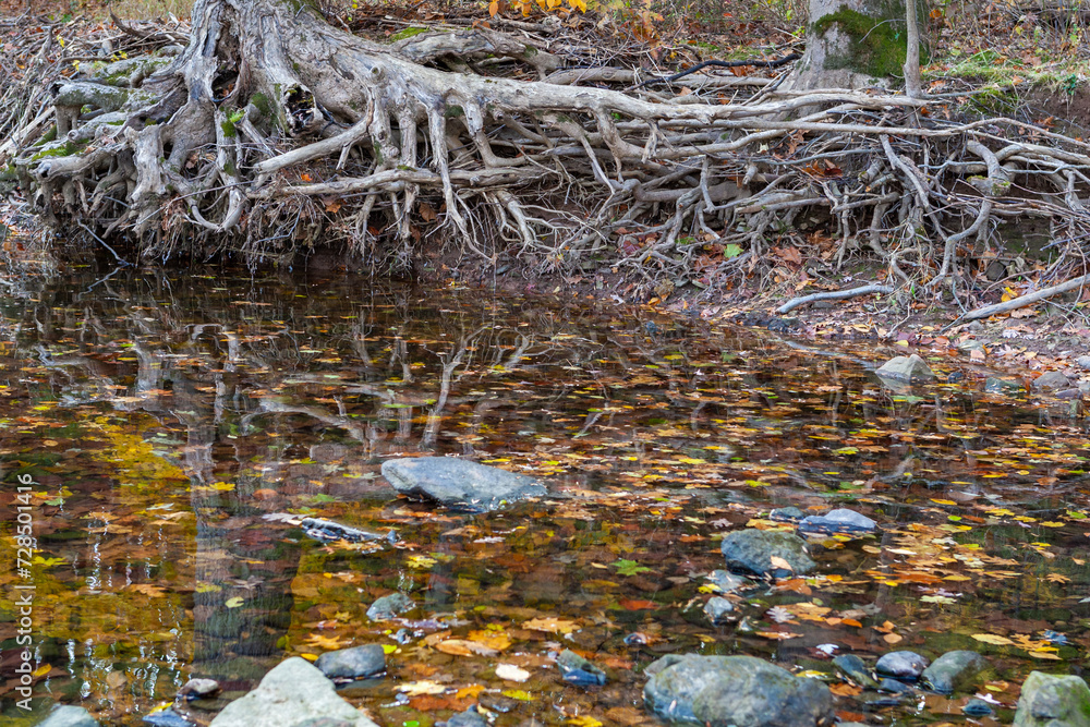 Reflections of Tree Roots and Fall Foliage in a water. Heritage Park parking lot. Allentown , NJ Reflections of Tree Roots and Fall Foliage in a water. Heritage Park parking lot. Allentown , NJ