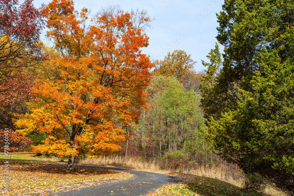 Fall foliage on the road to Bowman’s Hill Tower, Pennsylvania, USA.