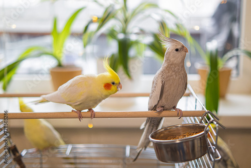 Parrots are sitting on a cage.Cute cockatiels.Cockatiel parrots pets.Parrots are playing.
Caring for pets.Two parrots.Smart bird.Bird with a crest.Cute animal.Funny bird.Parrot looks.Cockatiel.Pet.