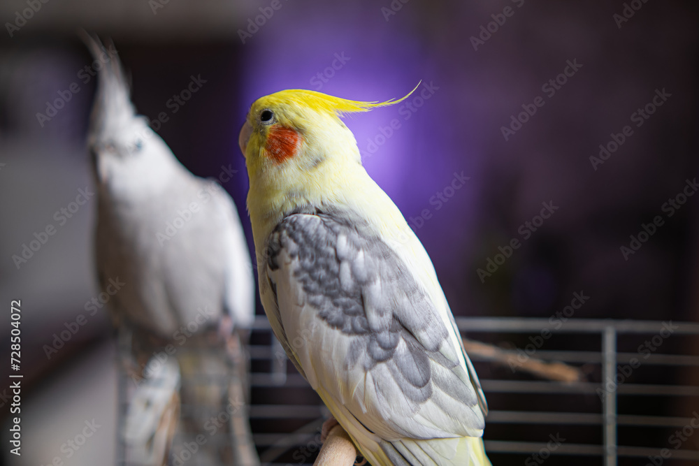 Beautiful photo of a bird. Ornithology.Funny parrot.Cockatiel parrot.
Home pet yellow bird.Beautiful feathers.Love for animals.Cute cockatiel.Home pet parrot.A bird with a crest.Natural color.
memes. Beautiful photo of a bird. Ornithology.Funny parrot.Cockatiel parrot.
Home pet yellow bird.Beautiful feathers.Love for animals.Cute cockatiel.Home pet parrot.A bird with a crest.Natural color.
memes.