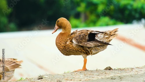 Brown domestic duck standing by the water's edge, desi native ducks, primarily found in Bangladesh and India photo