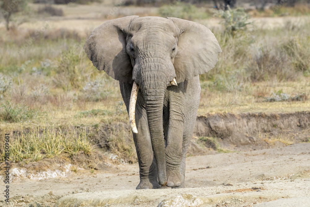 African Elephant (Loxodonta africana) bull walking, looking at camera, Ngorongoro Conservation Area, Tanzania, Africa. African Elephant (Loxodonta africana) bull walking, looking at camera, Ngorongoro Conservation Area, Tanzania, Africa.
