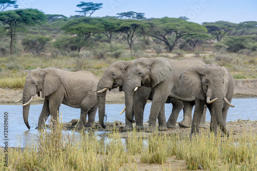 Group African Elephant  Loxodonta africana  bull drinking water from lake Masek  Ngorongoro Conservation Area  Tanzania  Africa.