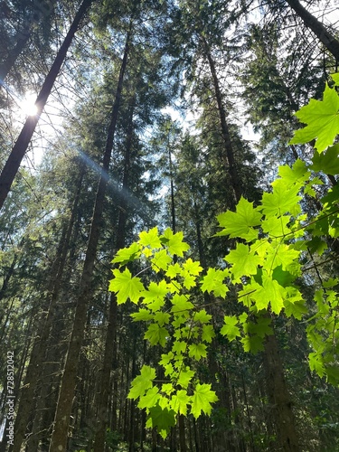 Middle in the forest with sunshine on those green summer tree maple leaf