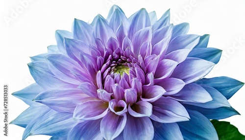 light blue purple flower dahlia on a white background isolated with clipping path closeup shaggy flower for design dahlia