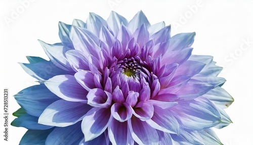 light blue purple flower dahlia on a white background isolated with clipping path closeup shaggy flower for design dahlia