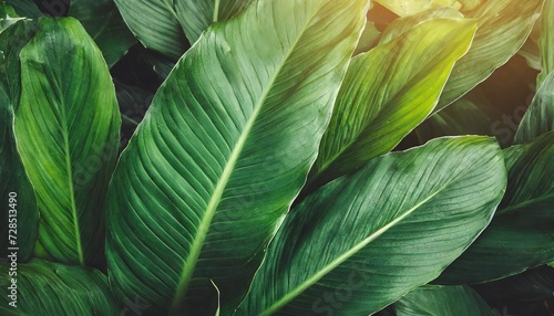 abstract green leaf texture nature background tropical leaf