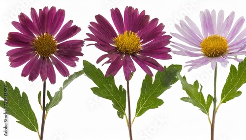 pressed and dried flowers aster michaelmas daisy on stem with green leaves isolated on white background for use in scrapbooking pressed floristry or herbarium