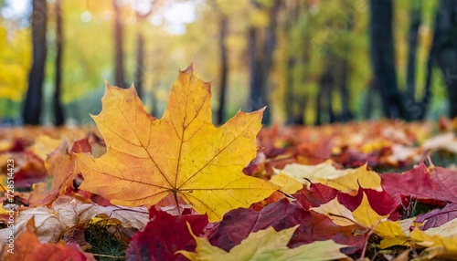 multicolored fallen maple leaves on the ground vibrant autumn panoramic background