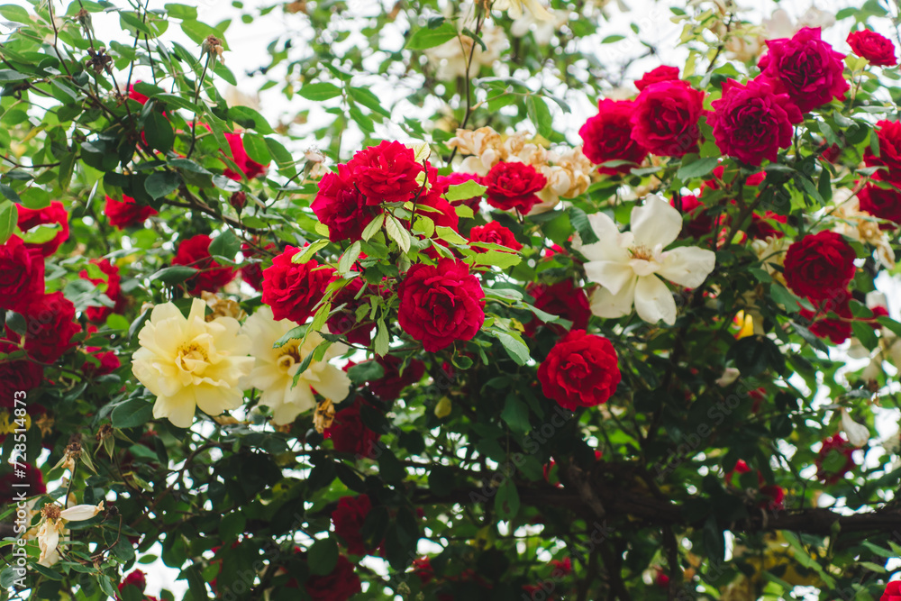 Naklejka premium Beautiful fresh roses in nature. Natural background texture. Large inflorescence of roses on a garden bush. A close-up of rose bush with flowering red roses