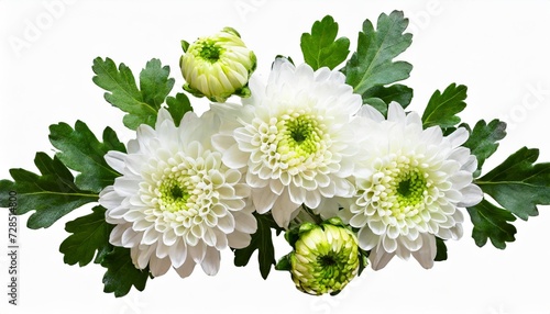 white chrysanthemum flowers and buds bouquet isolated transparent png top view