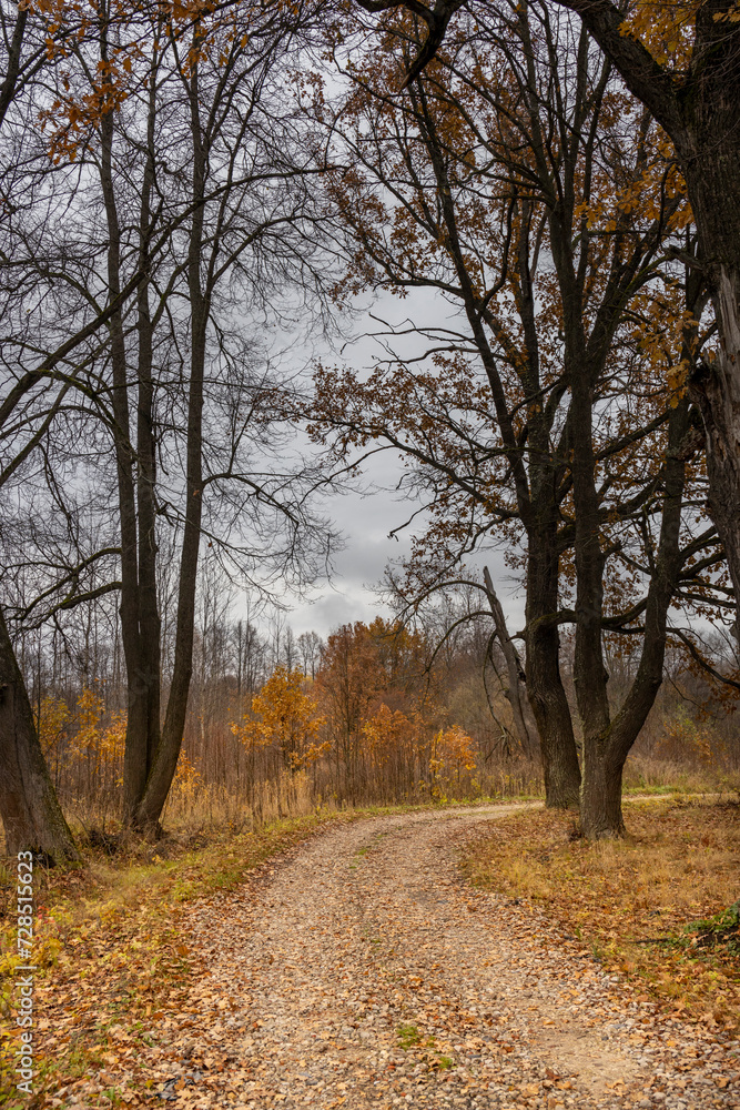Old dirt road near oak trees, with yellow leaves Old dirt road near oak trees, with yellow leaves