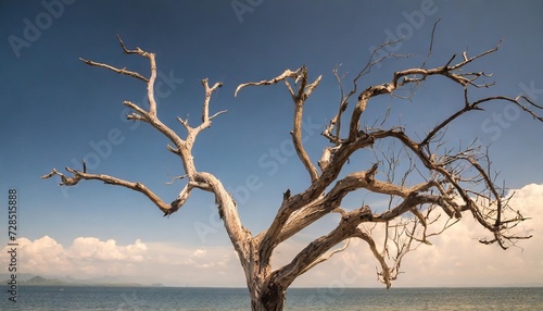 dead tree branches dried tree isolated