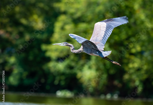 The great blue heron (Ardea herodias), a large fish-eating bird flying against a background of trees, NJ