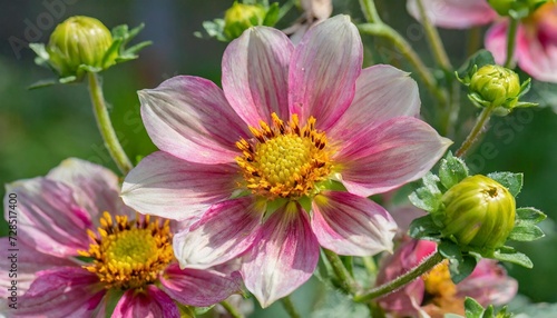 beginning of summer in a decorative garden the helianthemum bush blossoms in pink flowers with yellow stamens