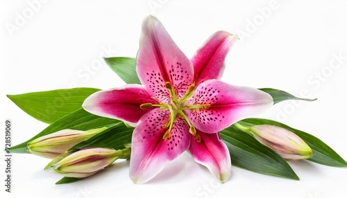 fresh cut pink oriental stargazer lily flowers buds and leaves isolated on white