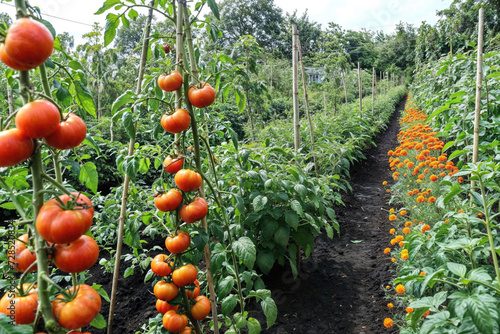 Ripe tomatoes growing in a lush garden path Generative AI image photo
