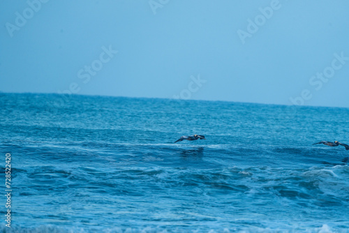 brown pelicans fly over waves sea ocean relax