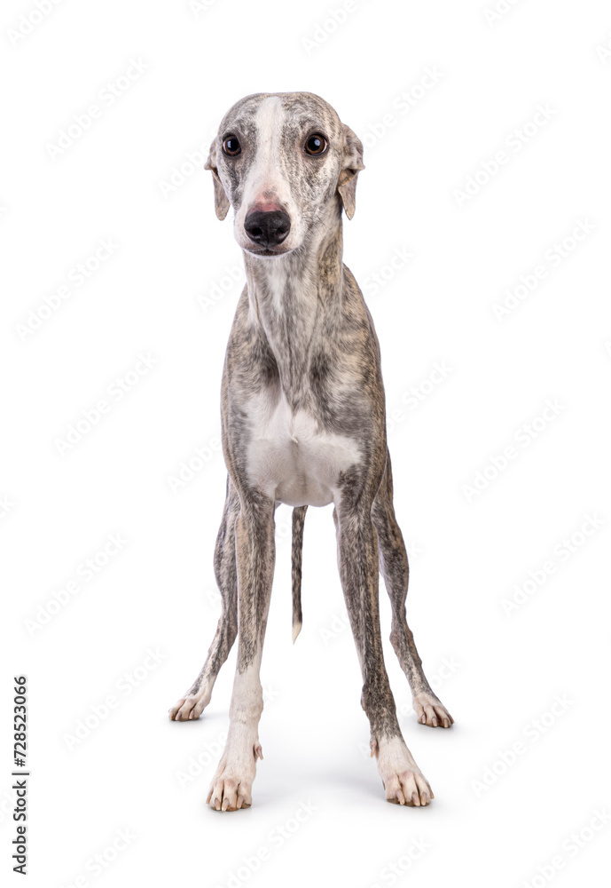 Young Whippet dog, standing facing front. Looking towards camera. Isolated on a white background. Young Whippet dog, standing facing front. Looking towards camera. Isolated on a white background.