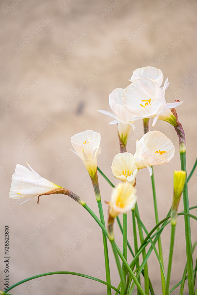 Narcissus bulbocodium Arctic Bells in garden Narcissus bulbocodium Arctic Bells in garden