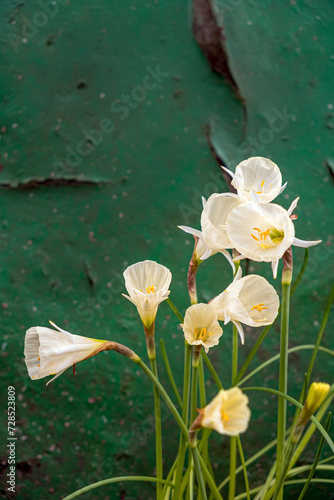 Narcissus bulbocodium Arctic Bells in garden photo