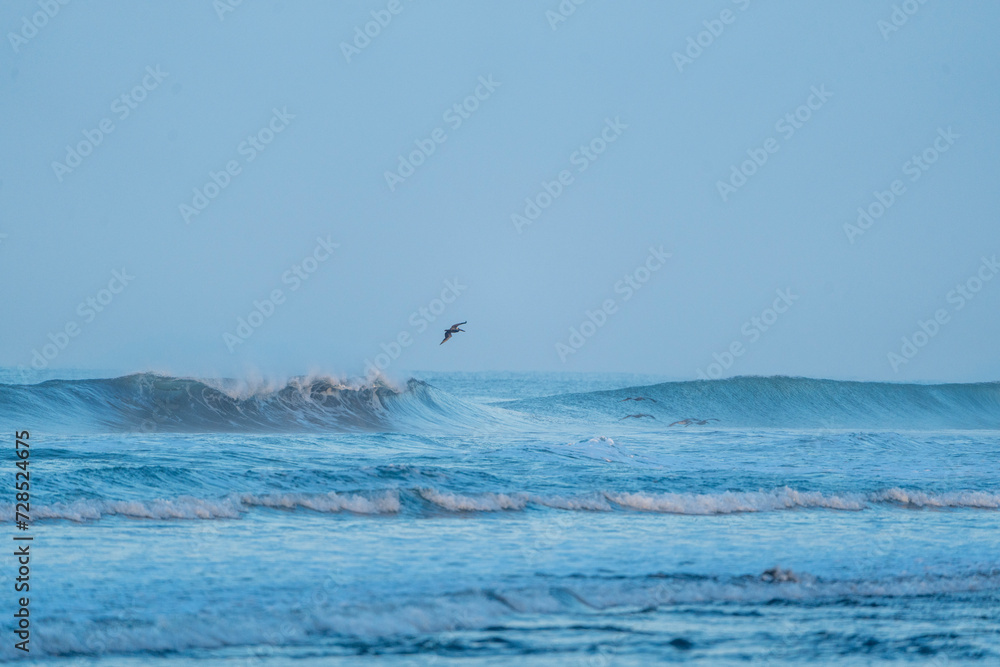 Fototapeta premium brown pelicans fly over waves sea ocean relax