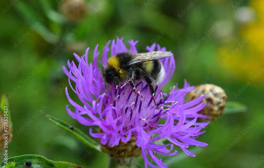 bumble bee on the purple thisle collecting nectar close up bumble bee on the purple thisle collecting nectar close up