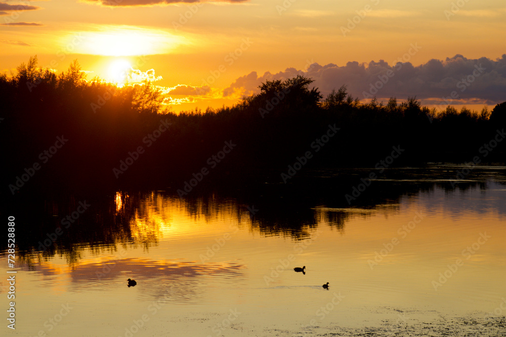 Naklejka premium Birds bathe in the forest lake at sunset