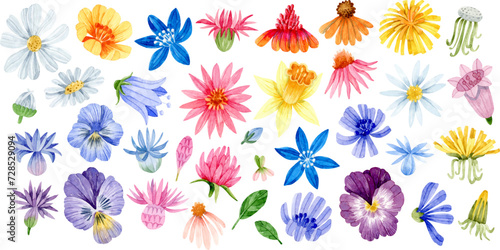 Watercolor wildflower heads isolated clipart. Daisy, bluebell, dandelion, pansy, chicory, coneflower, knapweed, cornflower. © Uli Prozorova