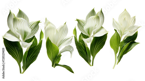 Hosta Collection: Beautiful Plants for Garden Design, Floral Perfume Elements in 3D Digital Art, Isolated on Transparent Background - Top View Flat Lay PNG Set photo