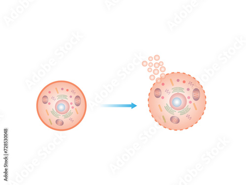 Necrosis, Pathologic Cell Death, Death of the body tissues, Cell injury which results in the premature death of cells in living tissue by autolysis. Vector illustration.