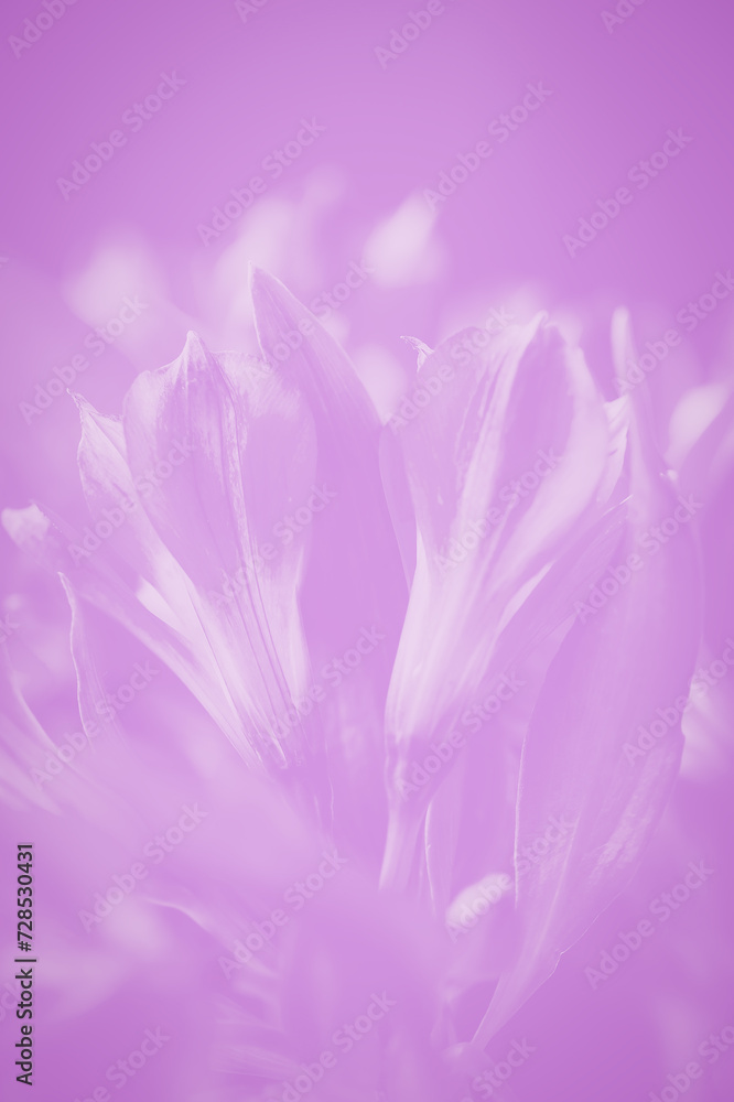 Alstroemeria flowers soft violet lavender color floral background