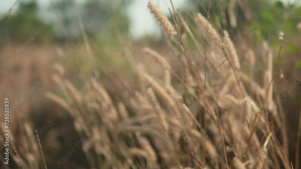 Golden wheat swaying gently in a field with a shallow depth of field, evoking a sense of tranquility Golden wheat swaying gently in a field with a shallow depth of field, evoking a sense of tranquility