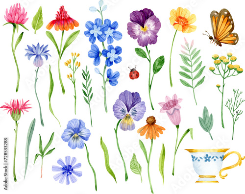 Watercolor colorful wildflowers. Clover, wild pansies, leaves, branches, cup and butterfly isolates clipart photo