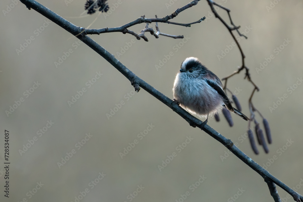 Long-tailed tit (Aegithalos caudatus) on a winter morning, Perth, Scotland Long-tailed tit (Aegithalos caudatus) on a winter morning, Perth, Scotland