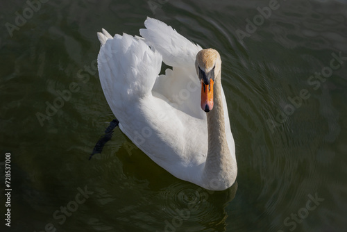 A beautiful white swan on the water surface photo