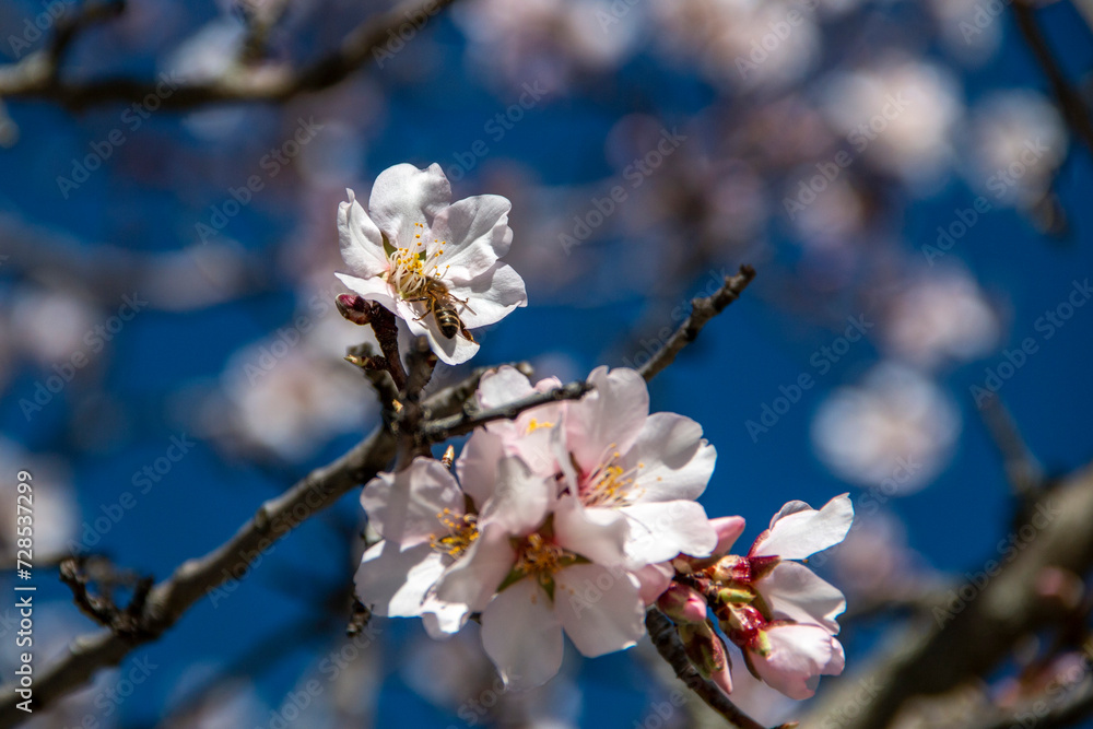 Fototapeta premium Almond Blossom. Almond blossoms during winter in Spain. You can see insects collecting pollen from these flowers, bees, bumblebees or flies
