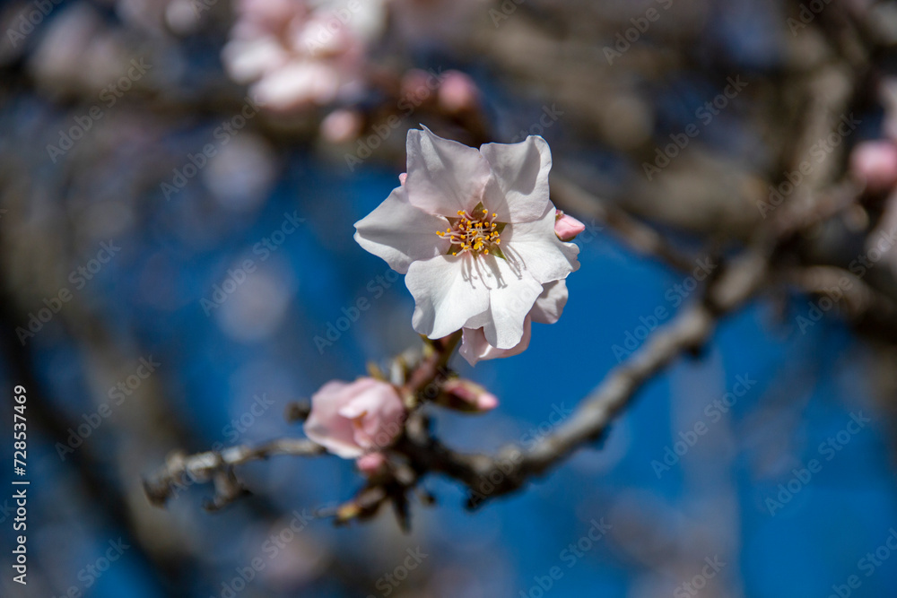 Almond Blossom. Almond blossoms during winter in Spain. You can see insects collecting pollen from these flowers, bees, bumblebees or flies Almond Blossom. Almond blossoms during winter in Spain. You can see insects collecting pollen from these flowers, bees, bumblebees or flies