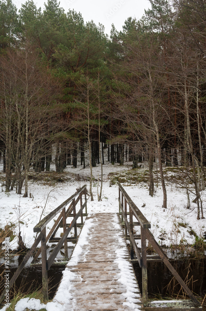 A hiking trail through a pine forest. Wooden path in winter scenery A hiking trail through a pine forest. Wooden path in winter scenery