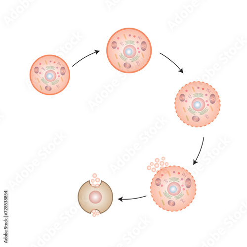 Necrosis, Pathologic Cell Death, Death of the body tissues, Cell injury which results in the premature death of cells in living tissue by autolysis. Vector illustration.