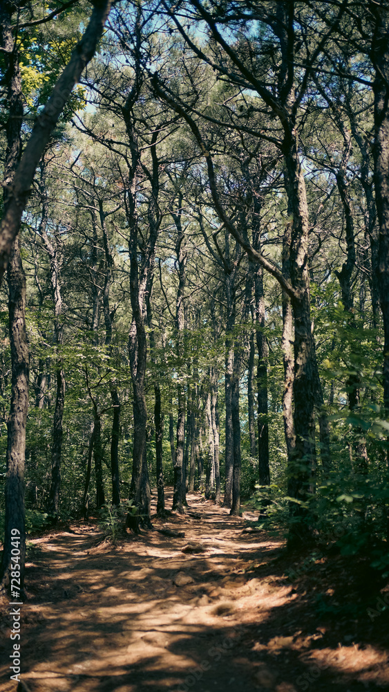 Fototapeta premium korea nature photo 11