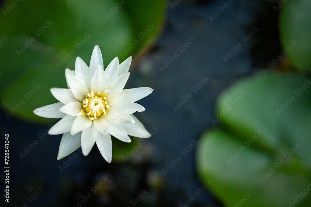 Close-up at white lotus flower which is growth in the water pond, flower and plant in nature photo. Close-up at white lotus flower which is growth in the water pond, flower and plant in nature photo.