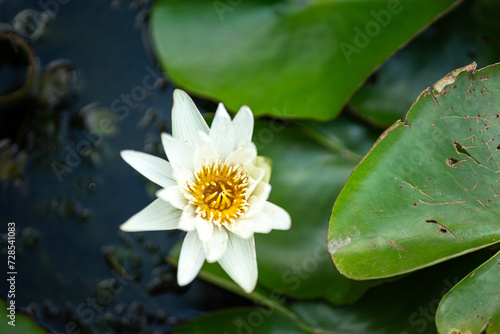 Close-up at white lotus flower which is growth in the water pond  flower and plant in nature photo.