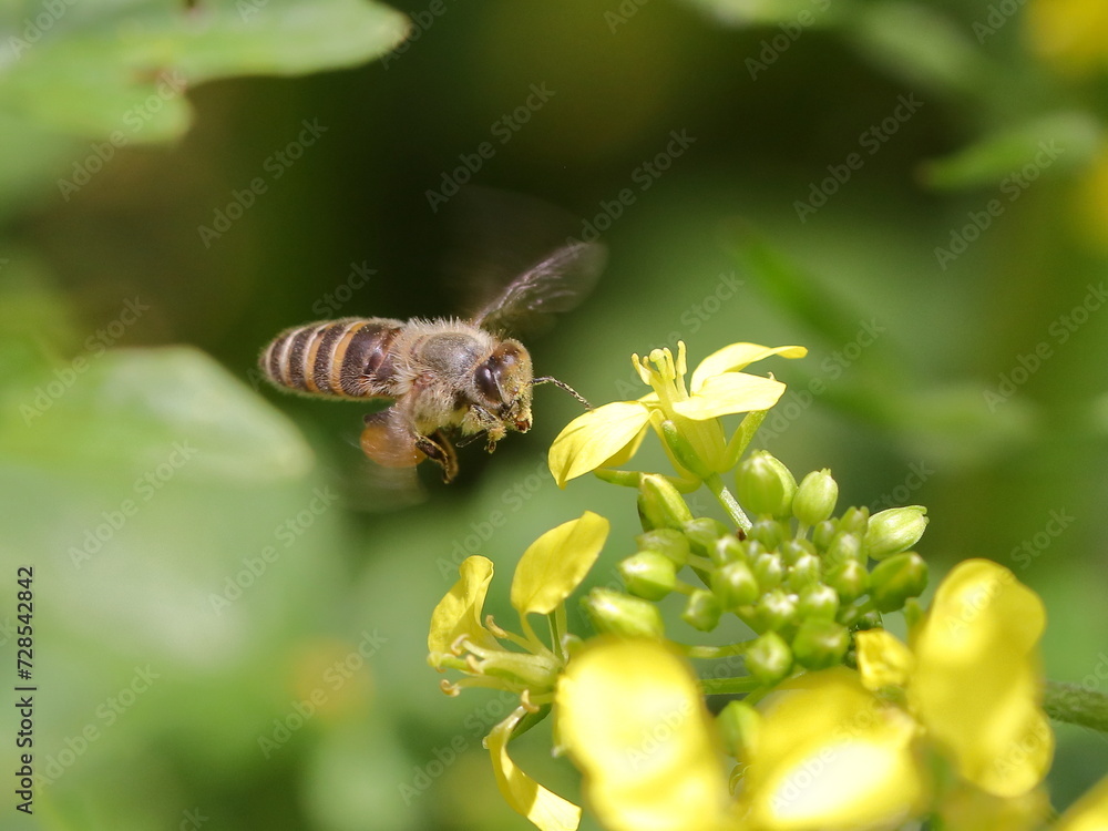 A honeybee coming to canola flowers
A honeybee coming to canola flowers