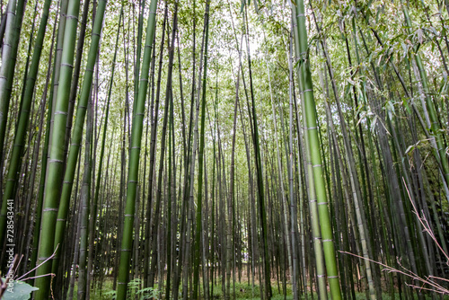 green bamboo fields in the Bamboo Grove in Kyoto Japan, horizontal image. Japanese travel photography in a japanese forest during a summer day. 