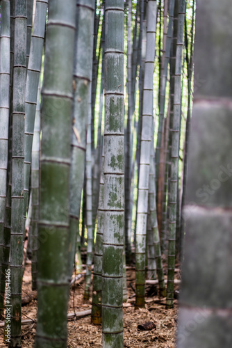Focus effect of bamboo trunks in Japan in a sacred forest  extreme close up  vertical image. Bamboo canopy in Kyoto  asian tranquility and japanese culture