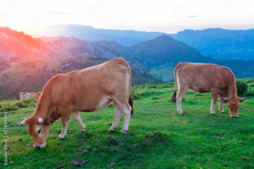 Mountain cow sits on a lawn in a national park at sunset Mountain cow sits on a lawn in a national park at sunset